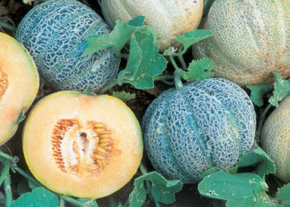 A Guide to Early Melon Varieties Image